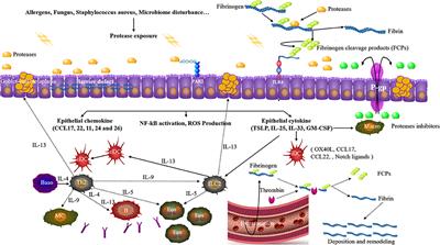 Emerging Role of Proteases in the Pathogenesis of Chronic Rhinosinusitis with Nasal Polyps